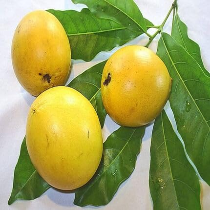 Yellow Abiu fruit seeds for organic garden planting