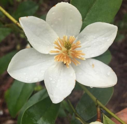 white micheliaflower seeds flower
