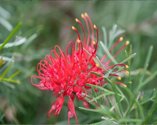 Red Grevillea Flower Seeds