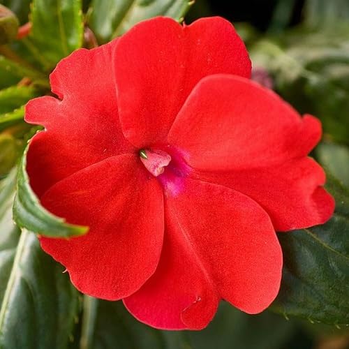 Red Impatiens Flower Seeds
