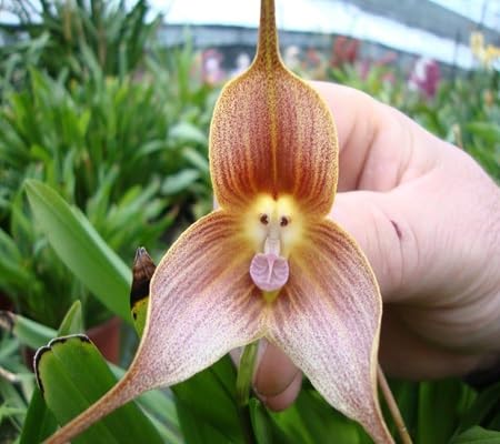 Monkey face Orchid Flower Seeds