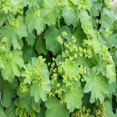 green coat seeds herb seeds - sustainable gardening, high germination garden seeds
