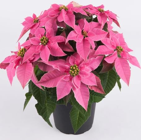 Pink Poinsettia Flower Seeds