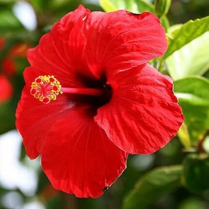 Red Hibiscus Flower Seeds