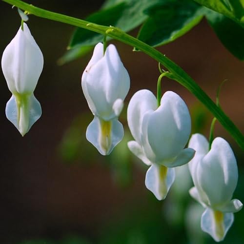 White Bleeding Heart Flowers Seeds