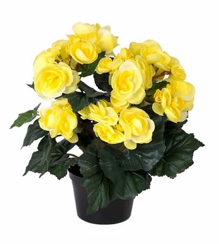 Yellow Begonia Flower Seeds