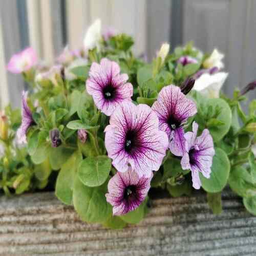 Purple Petunia Wave Flower Seeds