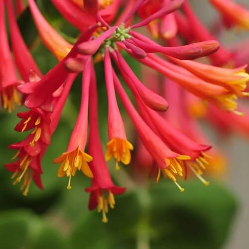 Red Honeysuckle Flower Seeds