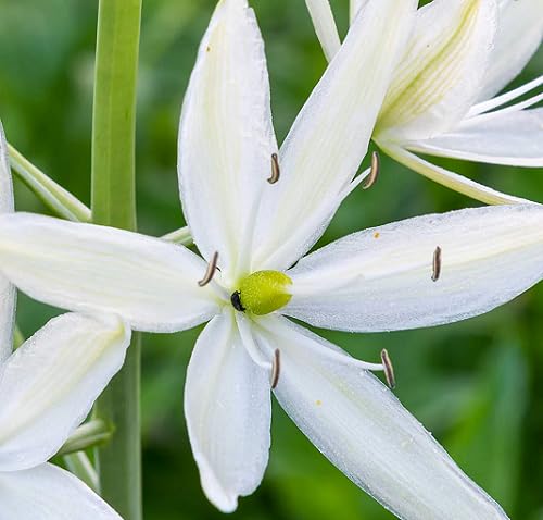 White Camassia Flower Seeds