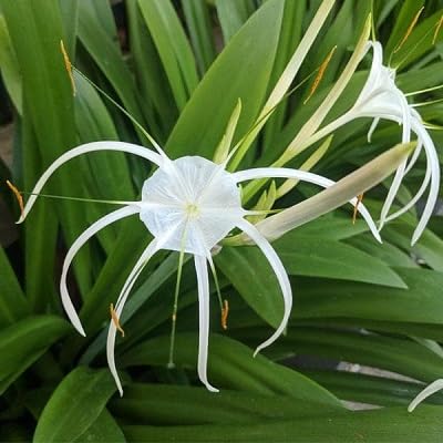 White Crinum Flower Seeds
