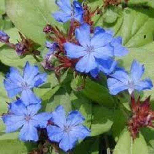 Purple Ceratostigma Plumbaginoides Flower Seeds
