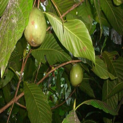 green borojo fruit Fruit Seeds organic garden seeds