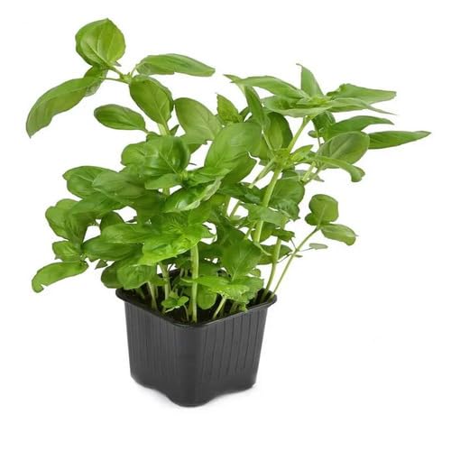Basil Plant Seeds Green herb seeds - backyard growing, non gmo garden seeds