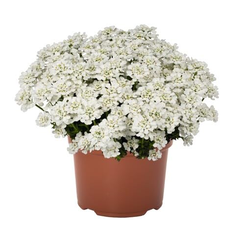 White Iberis Flower Seeds