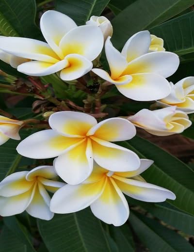 White Plumeria Flower Seeds