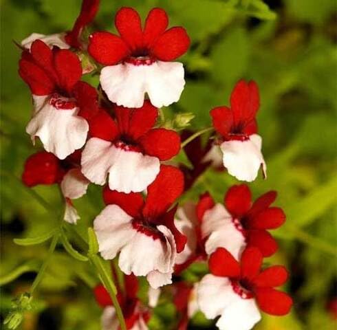 Red White Nemesia Flower Seeds