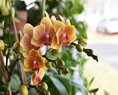 orange blooming giant orchid
