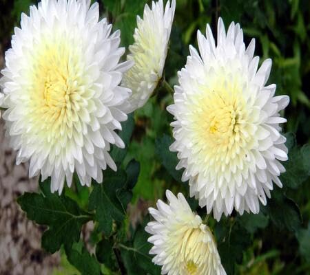 Yellow Giant Chrysanthemum Flower Seeds
