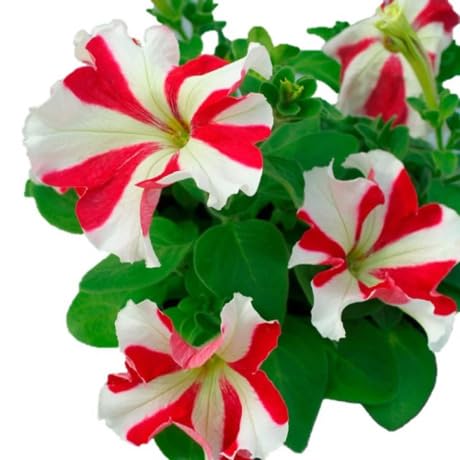 Red Petunia Flower Seeds