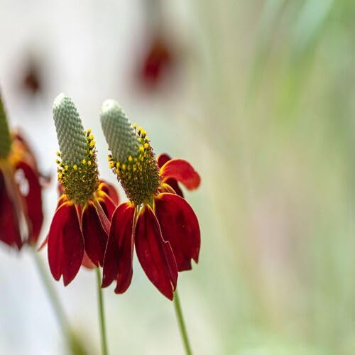 Red Ratibida Flower Seeds
