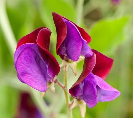 Purple Lathyrus Flower Seeds