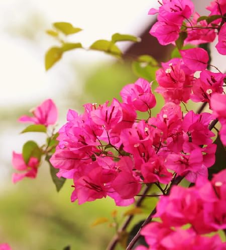 Red Bougainvillea Flower Seeds