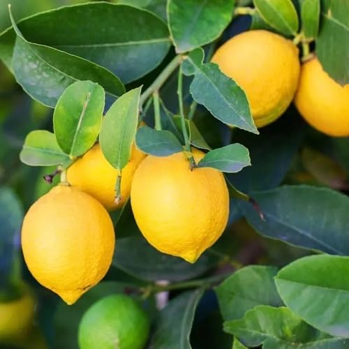 yellow lemon . vegetable seeds