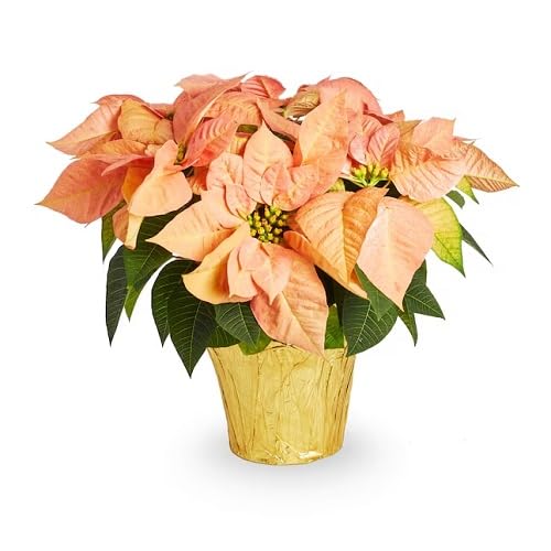 ORANGE POINSETTIA FLOWER SEEDS