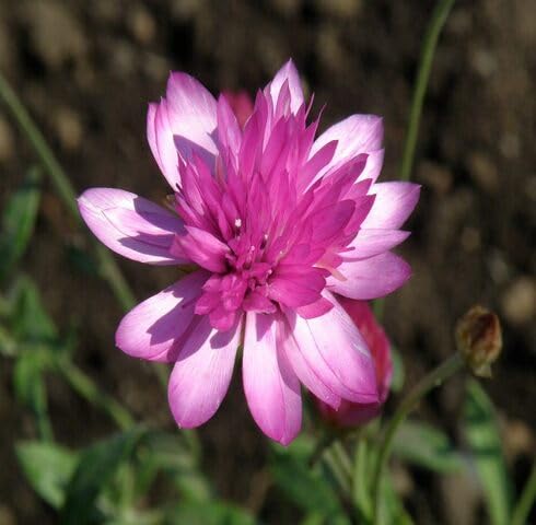 Pink Xeranthemum Flower Seeds