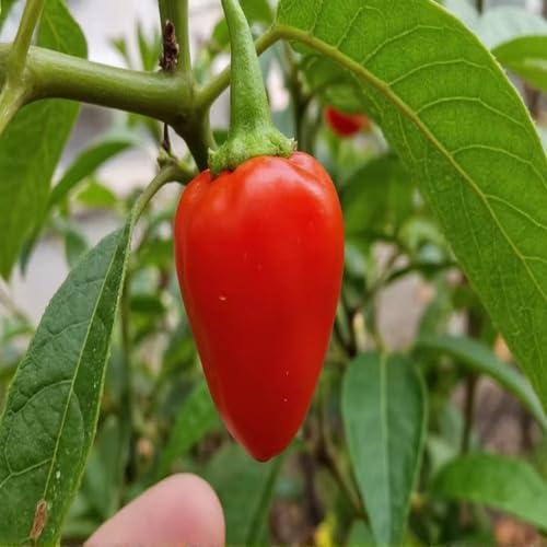 red Wiri Wiri Pepper vegetable seeds for Home Gardening, Premium Kitchen Garden Planting for kitchen garden planting