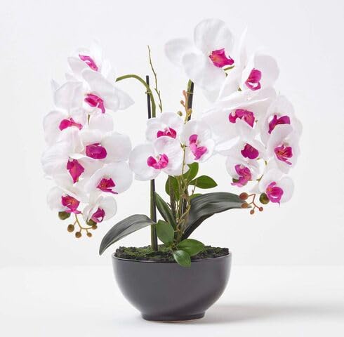 Pink White Orchid Flower Seeds