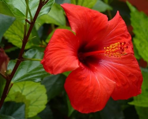 Giant Hibiscus Flower Seeds