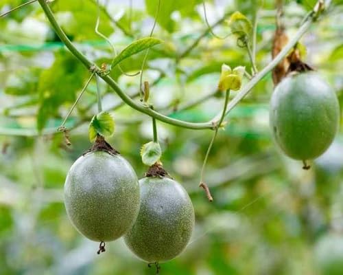 Green Passion Fruit fruit seeds for organic garden planting