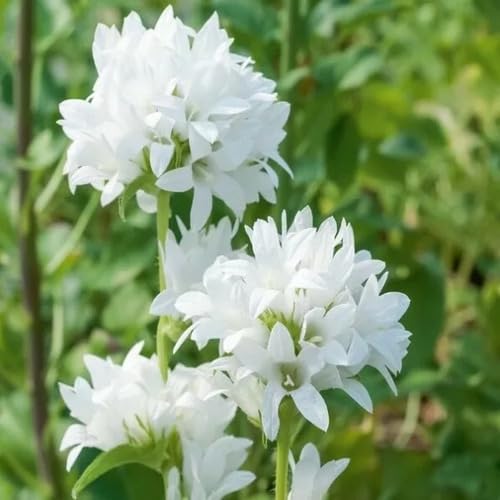 Glomerata Flower Seeds