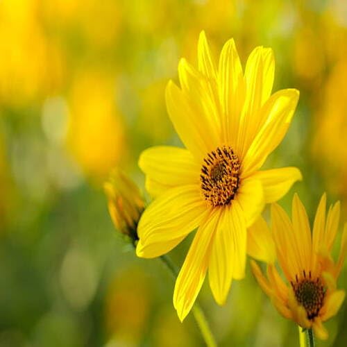 Yellow Giant Daisy Flower Seeds