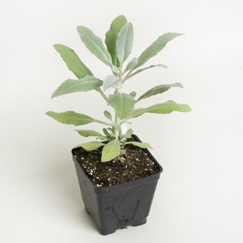 Green White Sage Plant Seeds herb seeds - natural growing, healthy herbs garden seeds