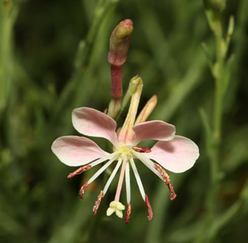 Pink Oenothera suffrutescens Flowers Seeds