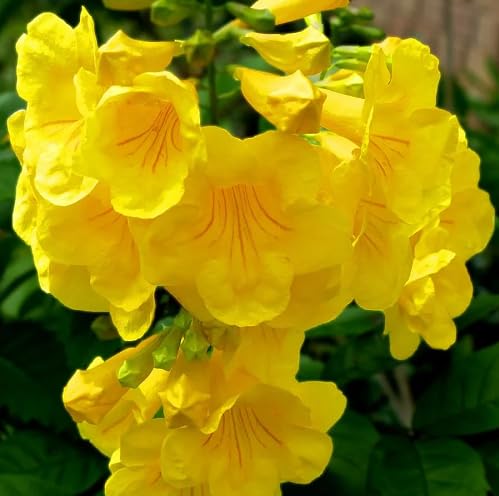 Yellow tecoma stans Flower Seeds