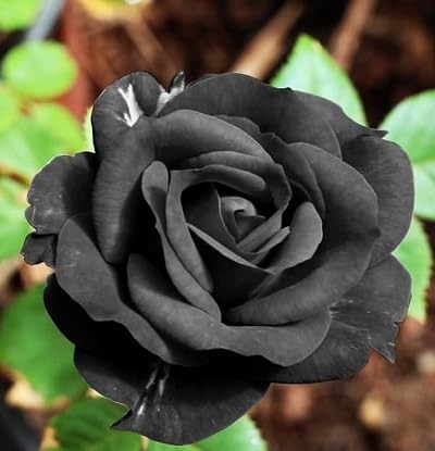 Black Giant Rose Flower Seeds