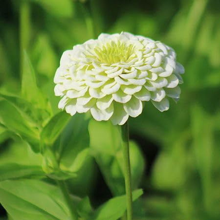 White Zinnia Flower Seeds