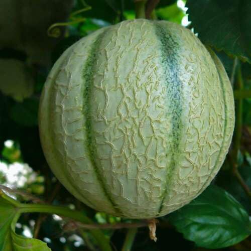 Green Cantalope Melon fruit seeds for organic garden planting