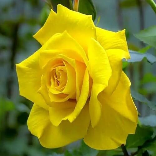 Yellow Giant Rose Flower Seeds