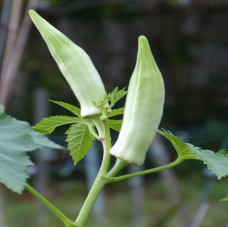 White Okra vegetable seeds - Heirloom, Organic, Non Gmo Garden Seeds for kitchen garden planting