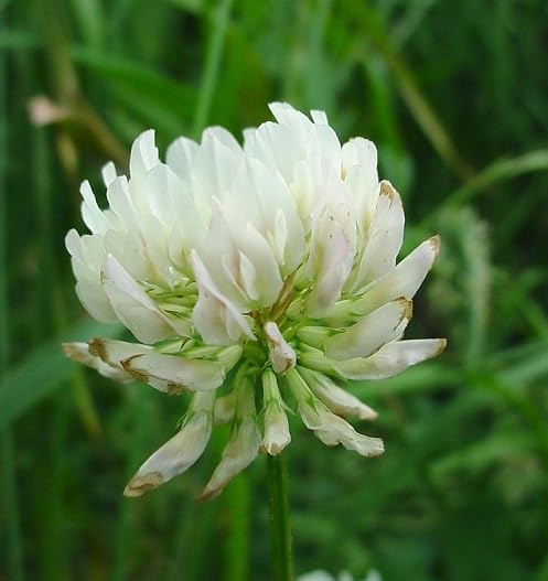 White Trifolium alpestre Flower Seeds