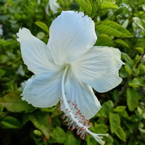White Hibiscus Flower Seeds