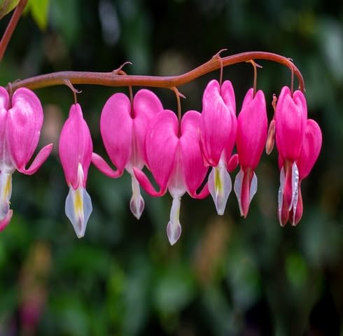pink dicentra spectabilis flower