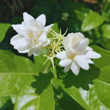white jasmine flower seeds