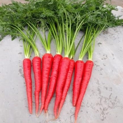 Carrot vegetable seeds Pink vegetable seeds for Home Gardening, Fresh Seasonal Vegetable Planting for kitchen garden planting