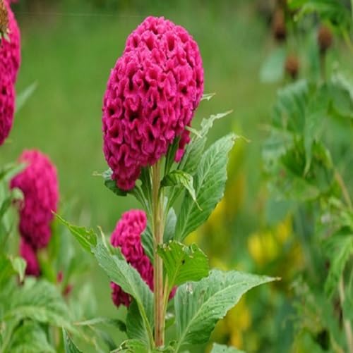 COCKSCOMB FLOWER SEEDS
