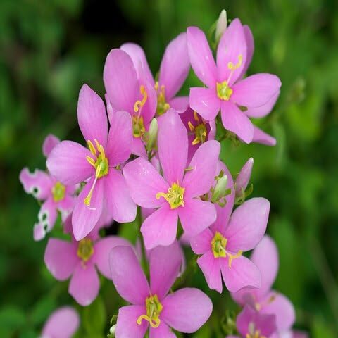 Pink Gentian Flower Seeds